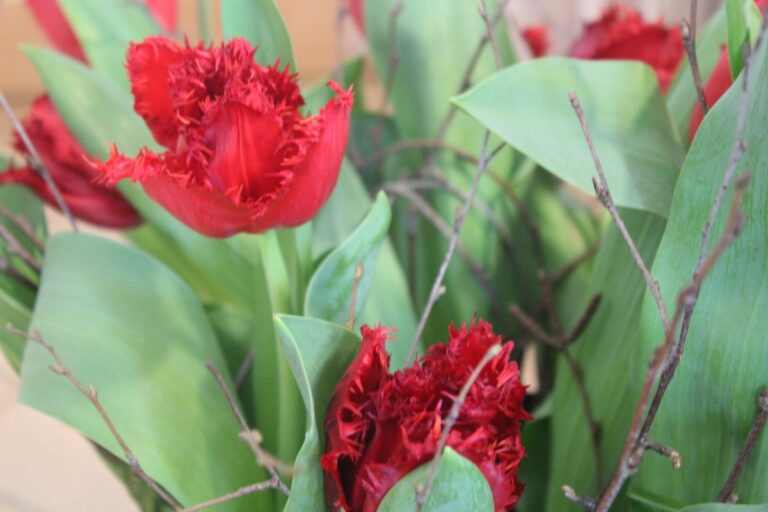 Frauenfrühstück in der Lila Villa