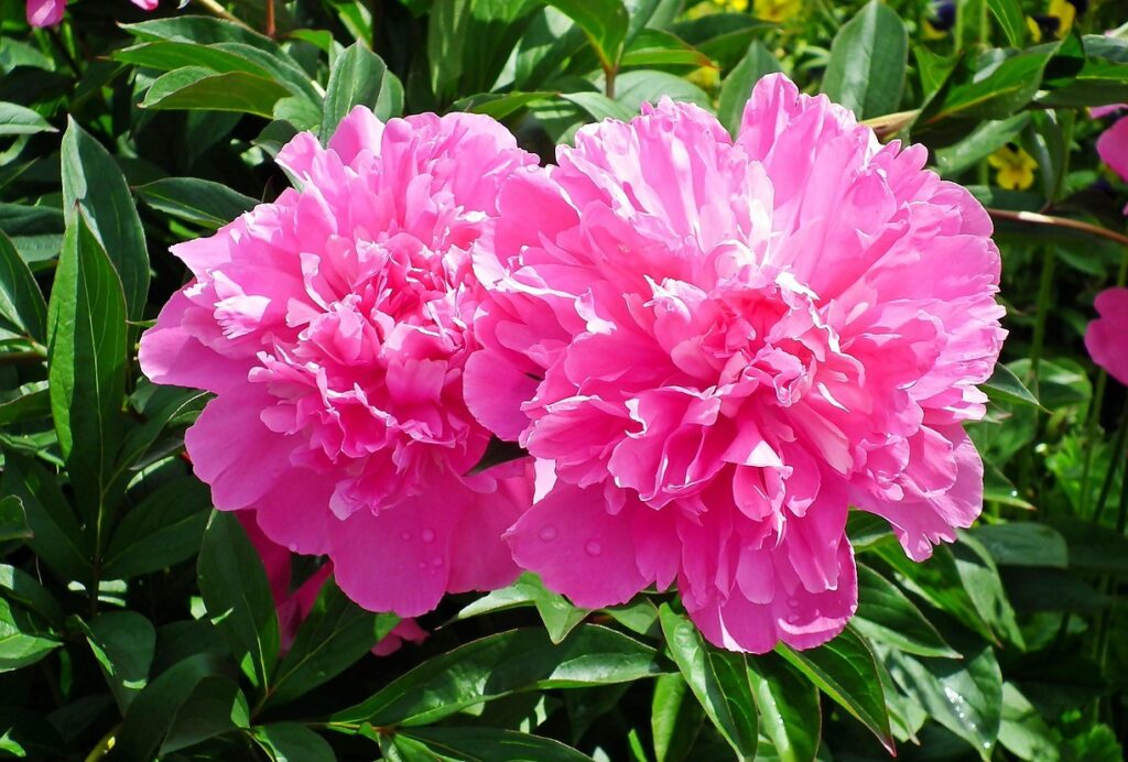 peonies 5391131 1280 neu