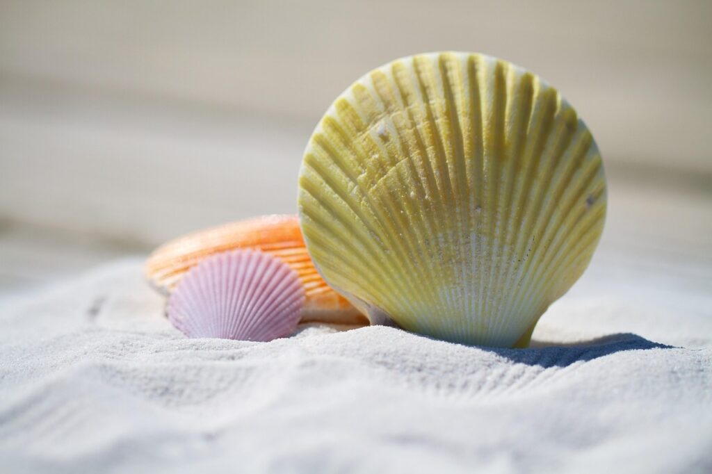 shells 792912 1280