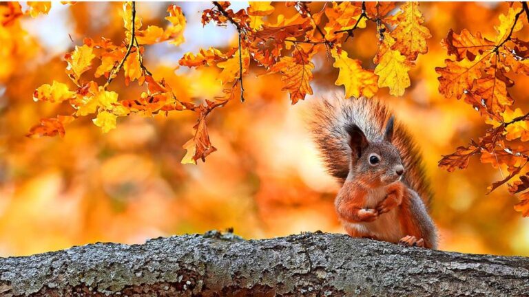 DER HERSTBRUNCH, DER SIE VERZAUBERT